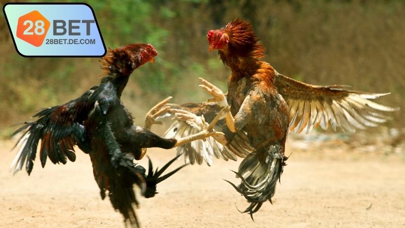 da-ga-truc-tiep-hom-nay-28bet